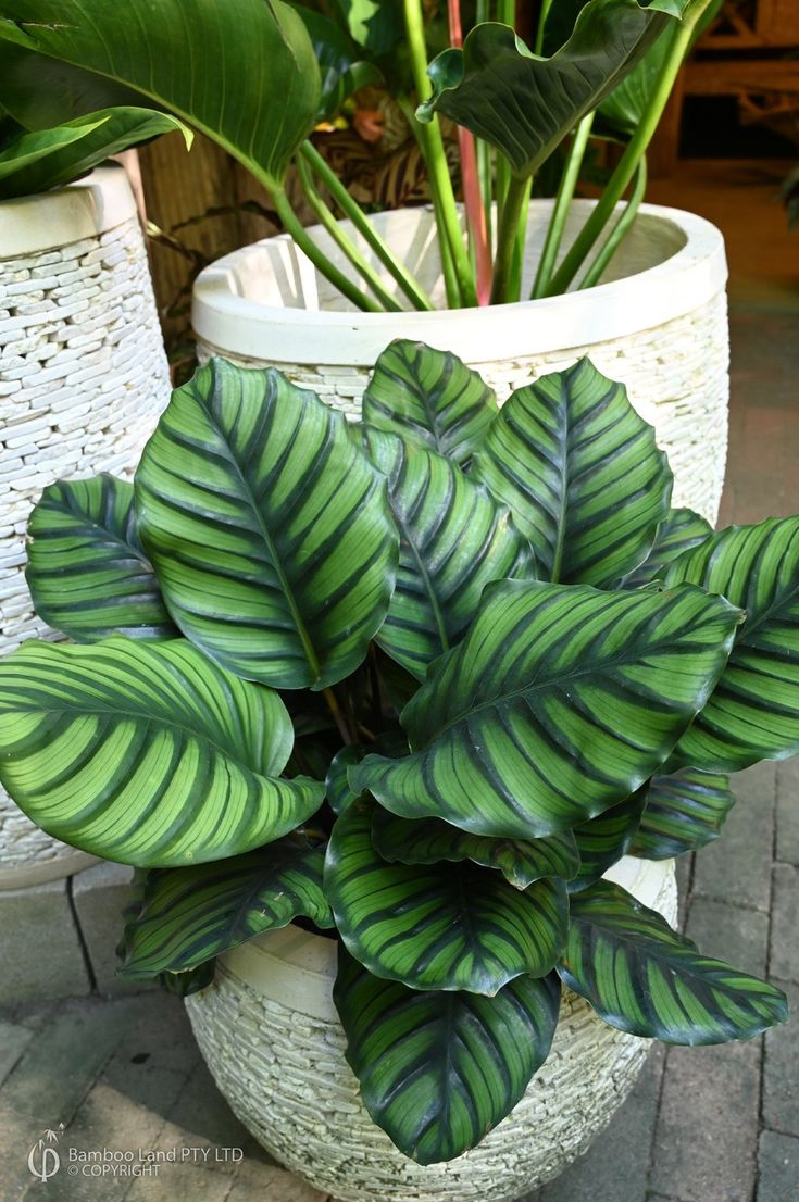 two large potted plants sitting next to each other on a brick flooring area