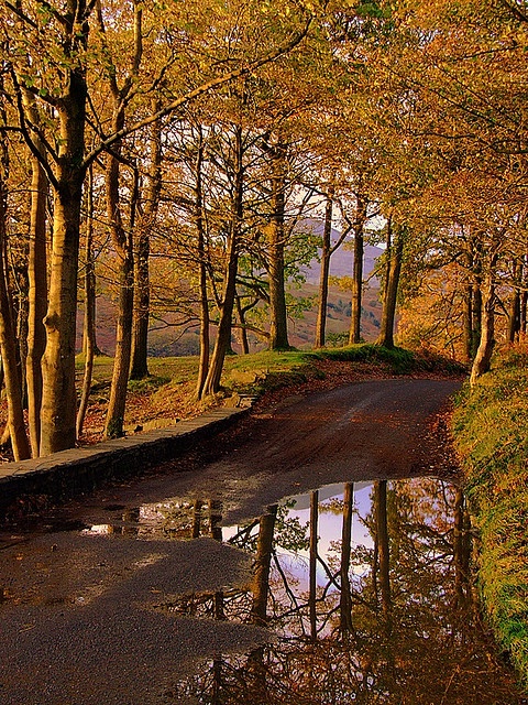 an empty road surrounded by trees with water in the middle and leaves on the ground