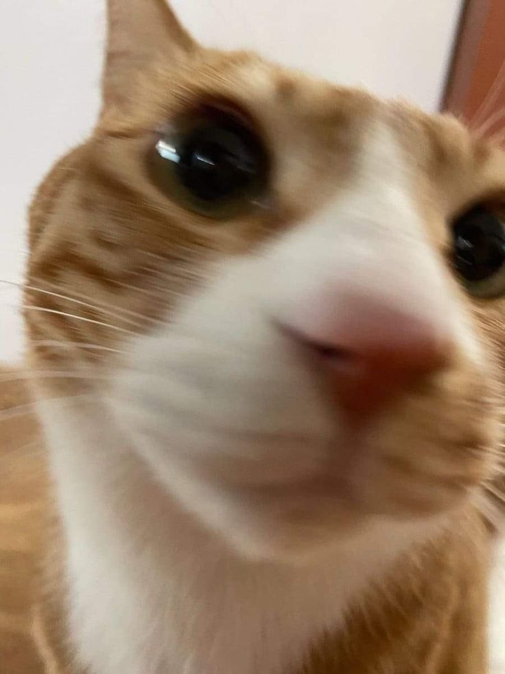 an orange and white cat looking at the camera