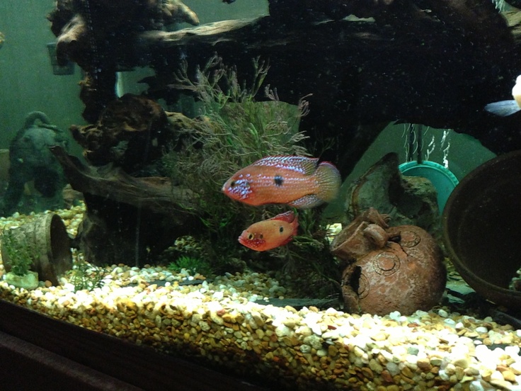 an aquarium filled with lots of different types of fish