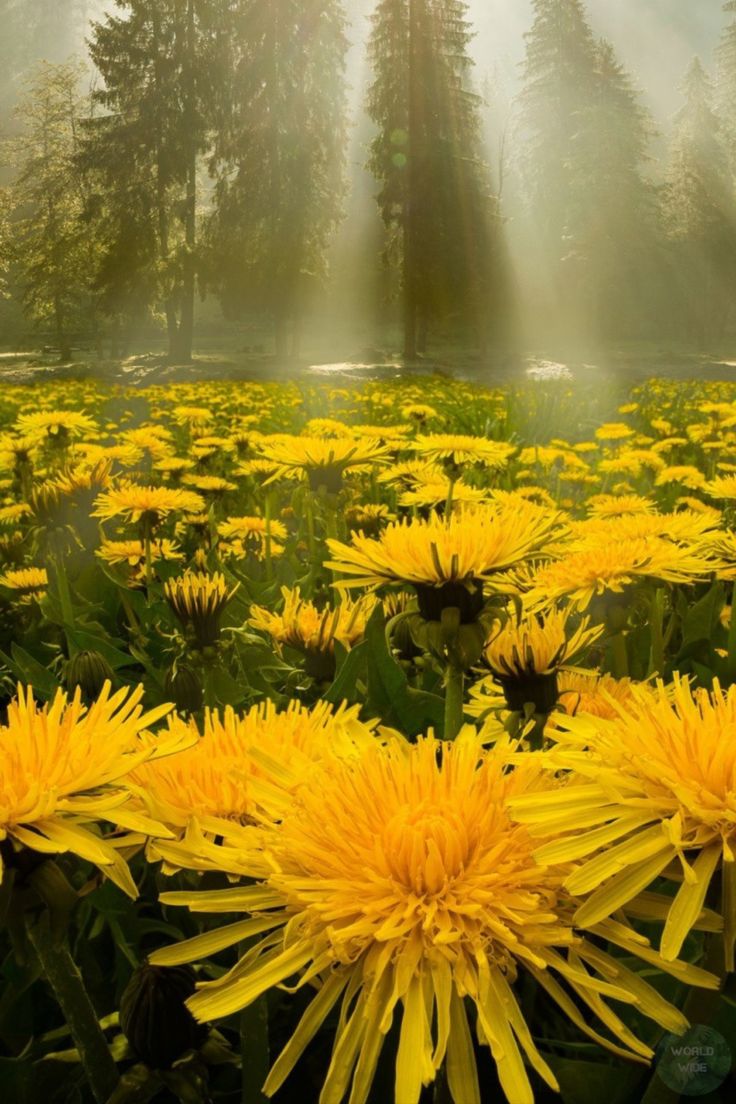 the sun shines through the foggy forest filled with yellow dandelion flowers