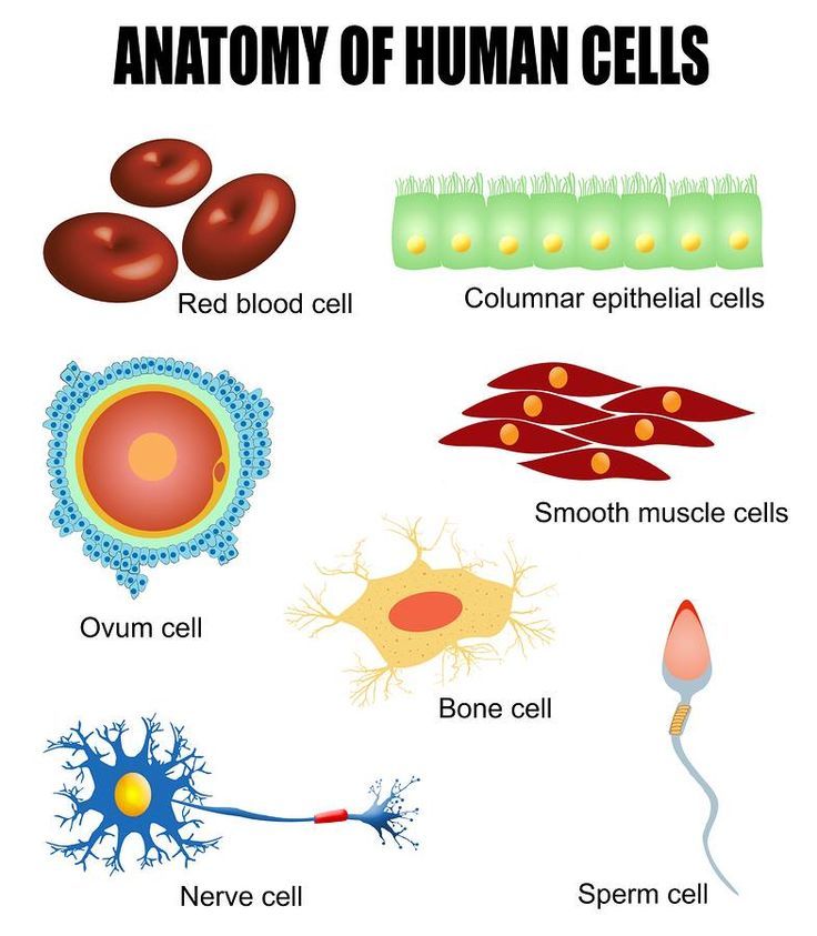 an image of different types of cells and their functions in the cell membranes are labeled