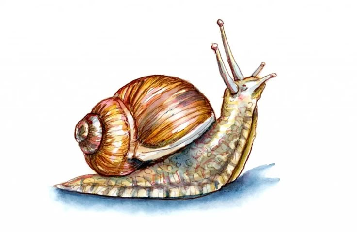 a drawing of a snail on top of another snail