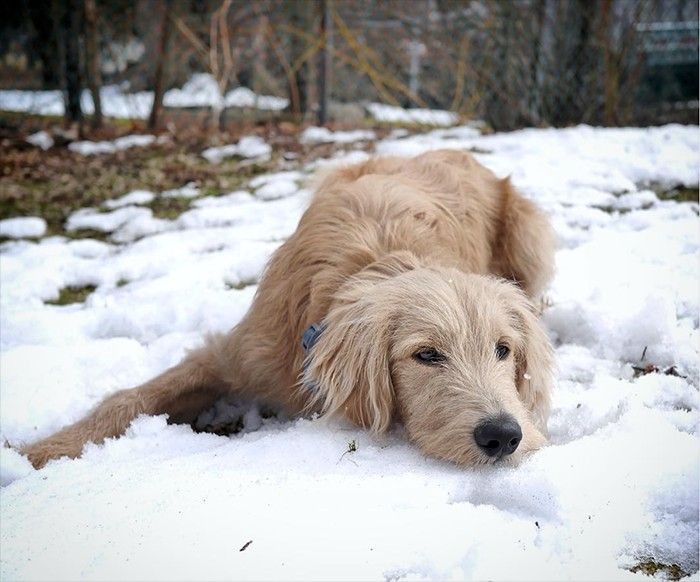 a dog is laying in the snow outside