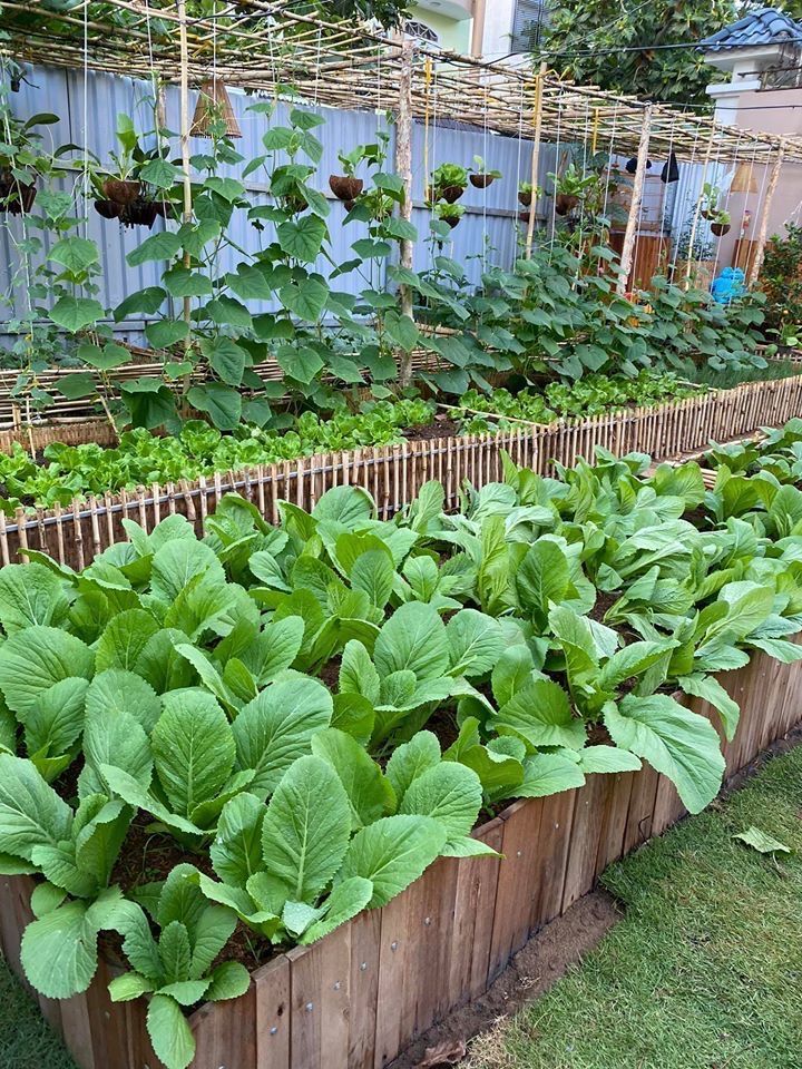 a garden filled with lots of green plants