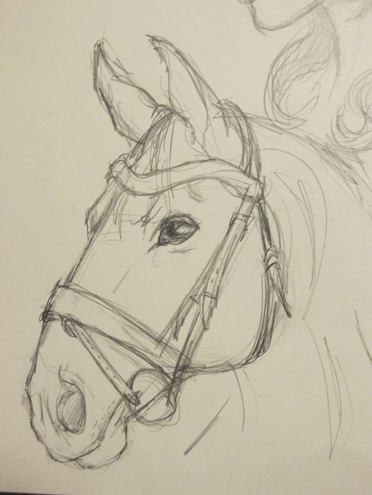 a pencil drawing of a horse's head