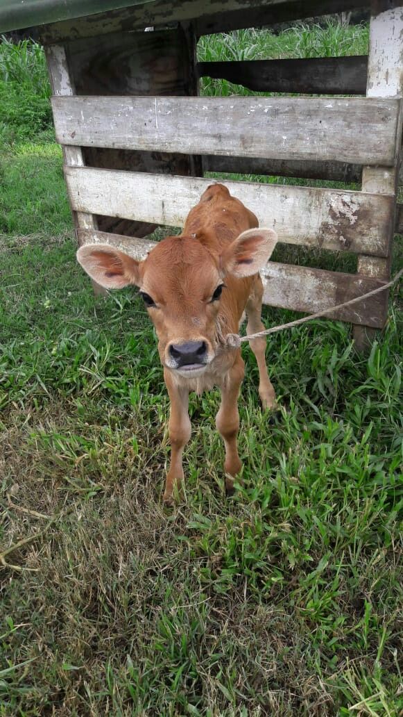 a baby cow tied up to a wooden fence in the grass with its head looking at the camera