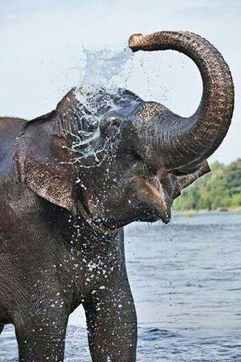 an elephant splashing water with its trunk