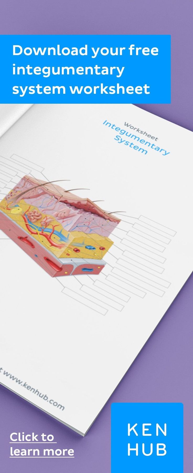 a book with an image of the skin on it and text that reads, free integumenary system worksheet