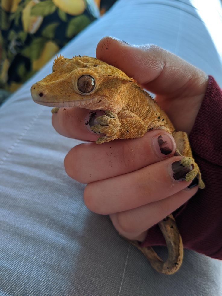 a person holding a small gecko up to their face with it's fingers