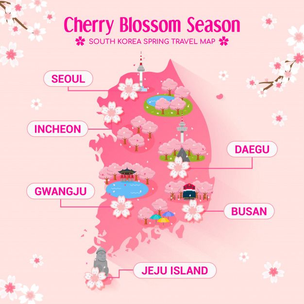 the cherry blossom season in south korea with its names and locations on pink background stock photo