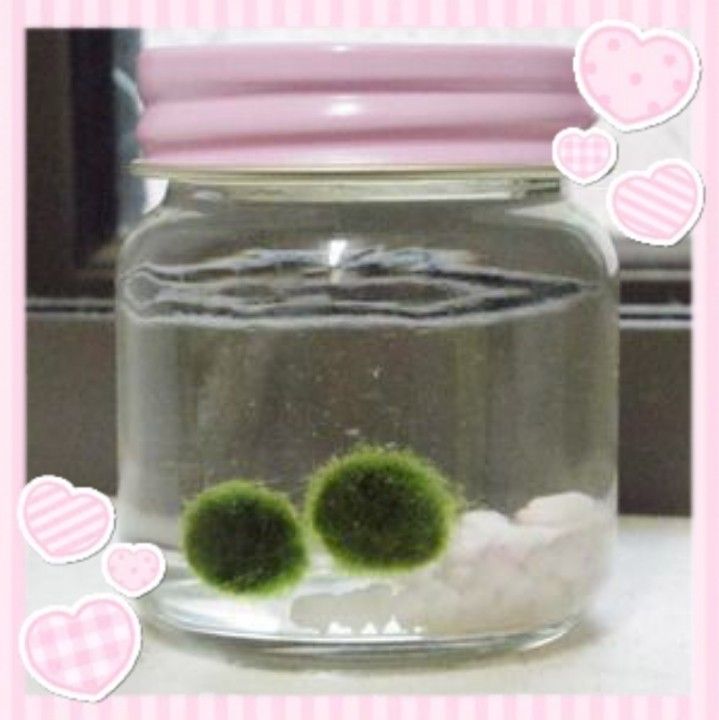 two green pom - poms are in a jar with white rocks and water