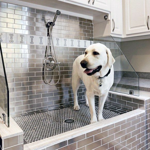 a white dog standing on the edge of a sink in a kitchen next to a shower head