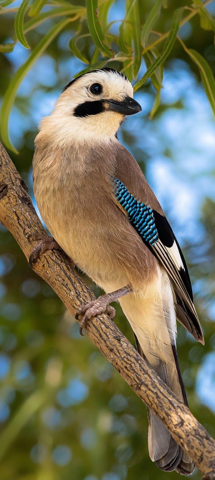 a bird sitting on top of a tree branch