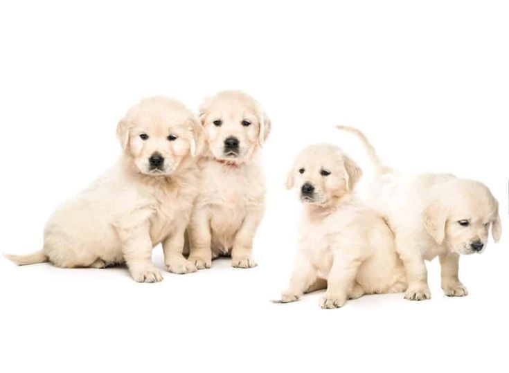 five puppies are sitting in a row and looking at the camera with their mouths open