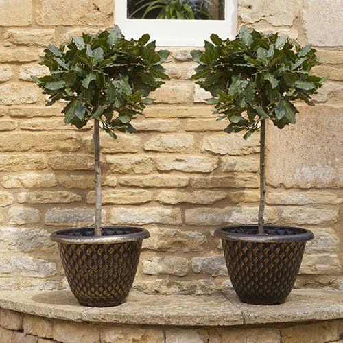 two potted trees sitting on top of a stone wall