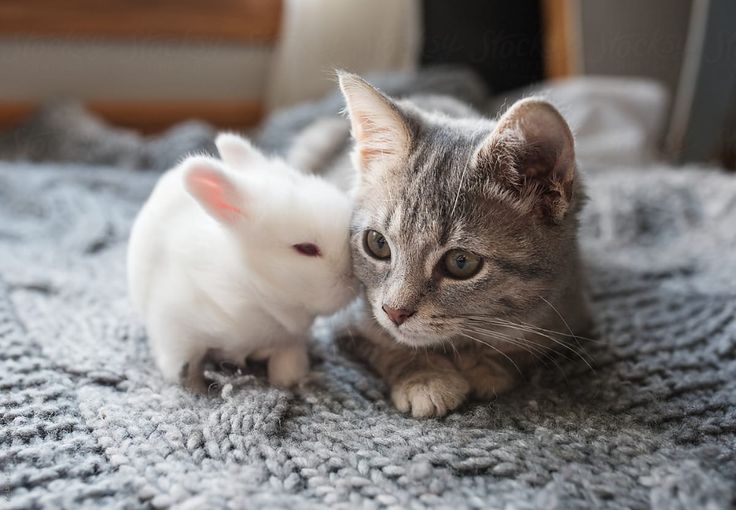 a cat and a small white rabbit on a blanket by jovo studio for stockstuffs