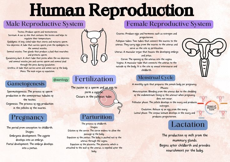 HUMAN REPRODUCTION REVISION MINDMAP Human Reproduction Mind Map, Human Reproduction Notes, Reproduction In Humans, Human Reproduction, Summary Notes, Nurse Study, Embryonic Development, Follicle Stimulating Hormone, Corpus Luteum