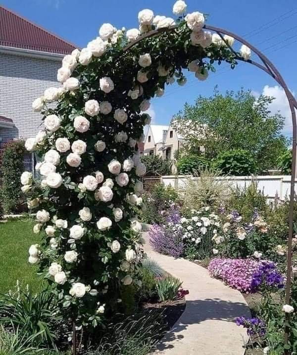 a garden with white roses and purple flowers