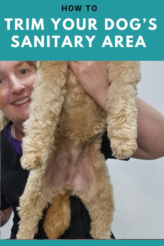 a woman holding up a dog's head with the caption how to trim your dog's sanitary area