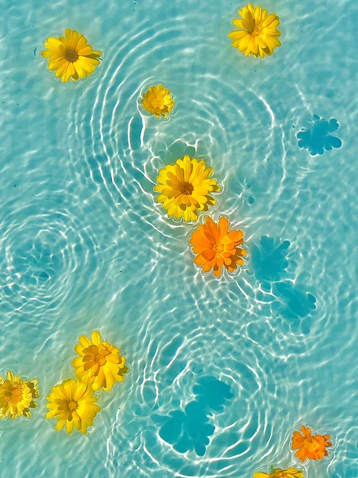 yellow and orange flowers floating in blue water