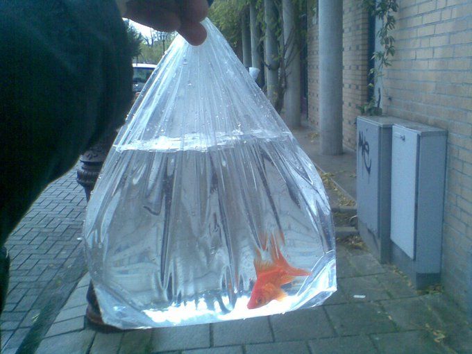 a person holding a plastic bag with a goldfish in it on the sidewalk next to a building