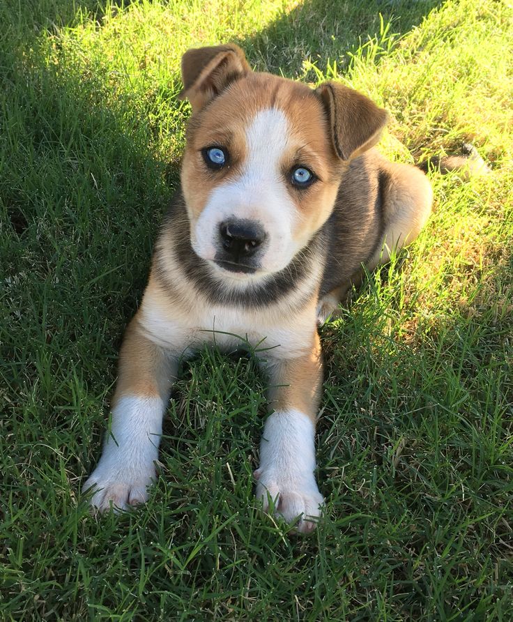 a brown and white dog laying in the grass