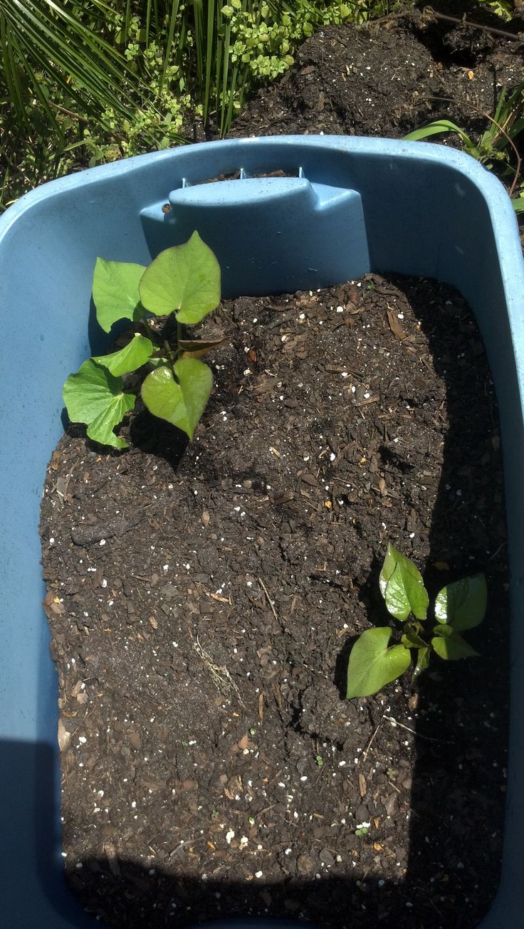 a blue plastic container filled with dirt and plants