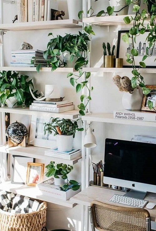 an office with plants on the shelves and a computer desk in front of it,