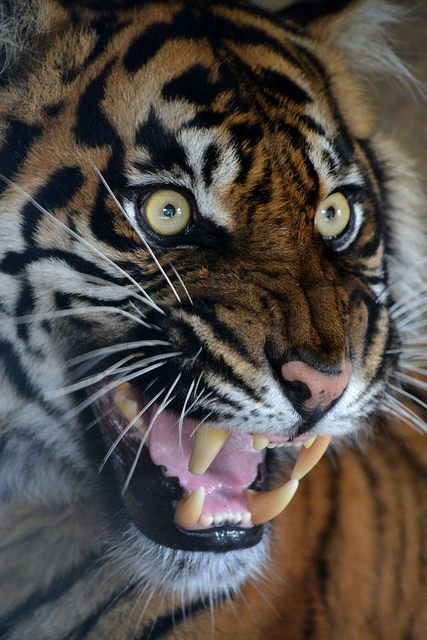 Tiger Face Reference, Animal Snarling, Funny Pet Memes, Snarling Tiger, Tiger Reference, Tiger Photography, Save The Tiger, Adoption Photos, Tiger Pictures