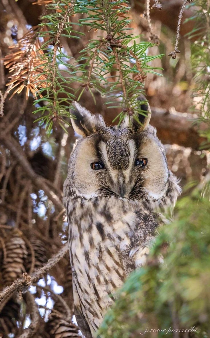 an owl is sitting in the branches of a pine tree and looking at the camera