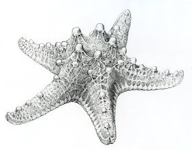 a drawing of a starfish on a white background