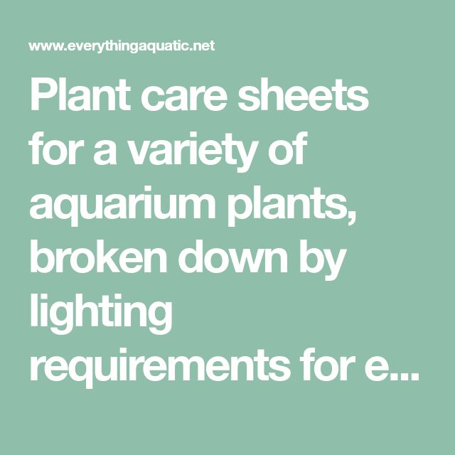 Plant care sheets for a variety of aquarium plants, broken down by lighting requirements for ease in planning a planted tank. Plant Library, Planted Tank, Aquatic Plant, Aquarium Plants, Planted Aquarium, Aquatic Plants, Plant Care, How To Plan, Lighting