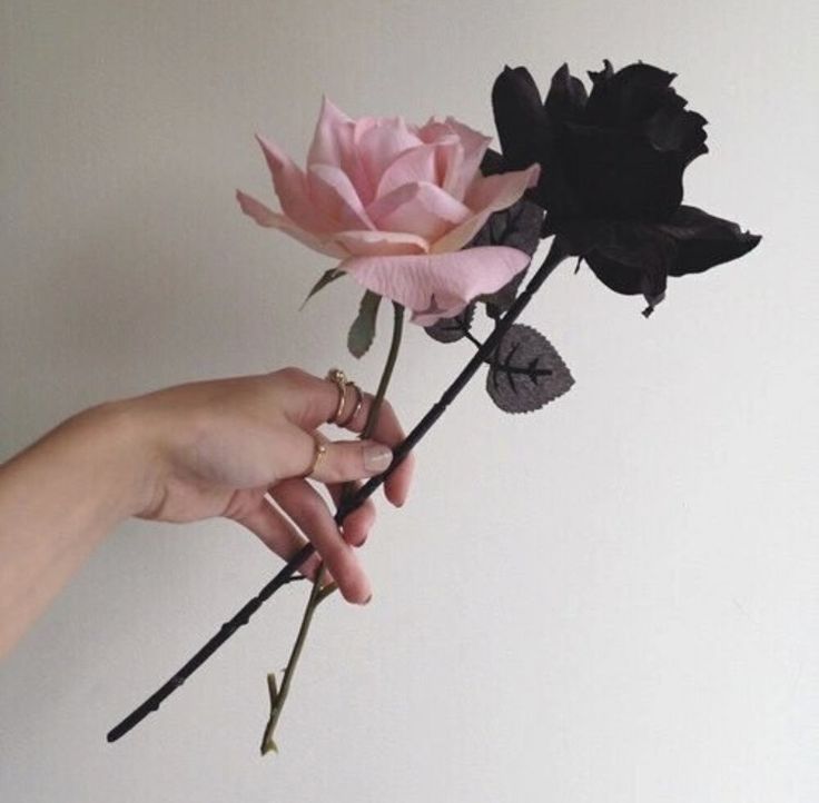 a person is holding a pink rose in their left hand and the other one has black petals on it