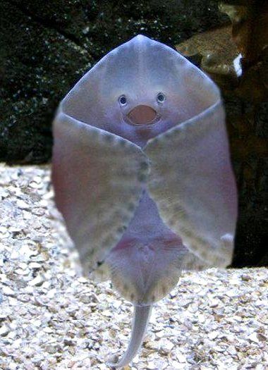 a fish that is looking at the camera