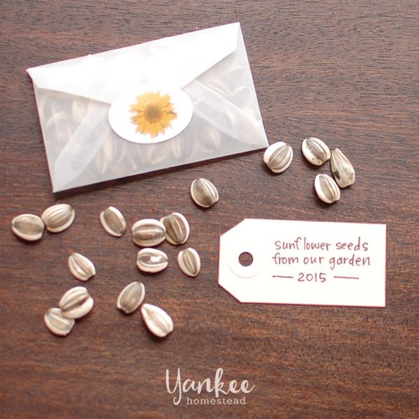 an envelope and some seeds on a table