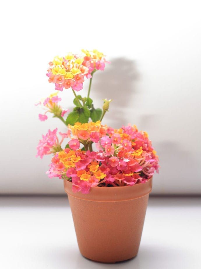 a potted plant with pink, yellow and orange flowers in it's center