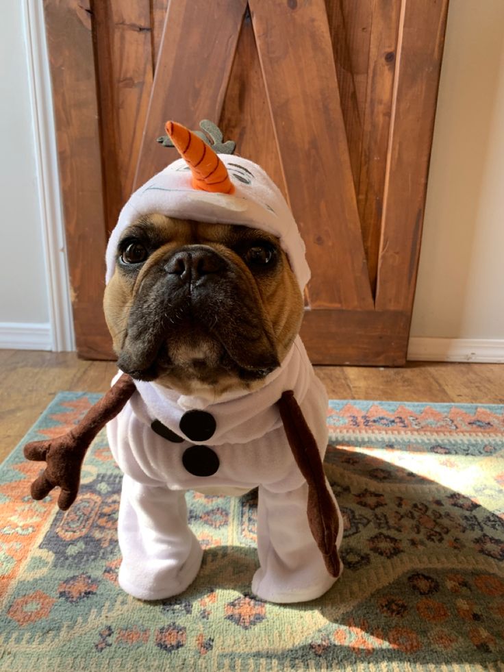 a dog dressed up in a costume for halloween