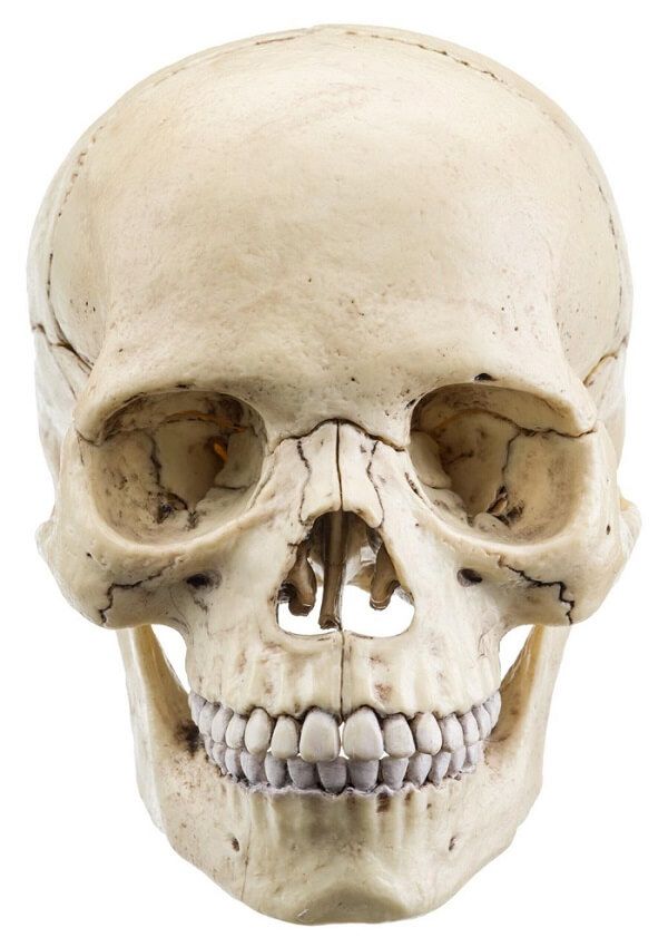 a human skull is shown on a white background with clippings to the side