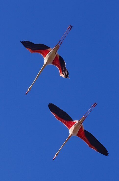 two red and white birds flying in the sky