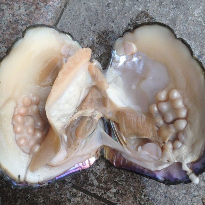 Oyster With Pearls Transparent Fish, Big Monster, Giant Sunflower, Pearl Party, Glass Frog, Pearl Farm, Pearl Decorations, Vacuum Packaging, Pearls Diy