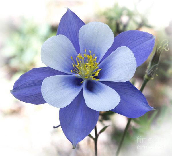 a blue flower with yellow stamen in the center