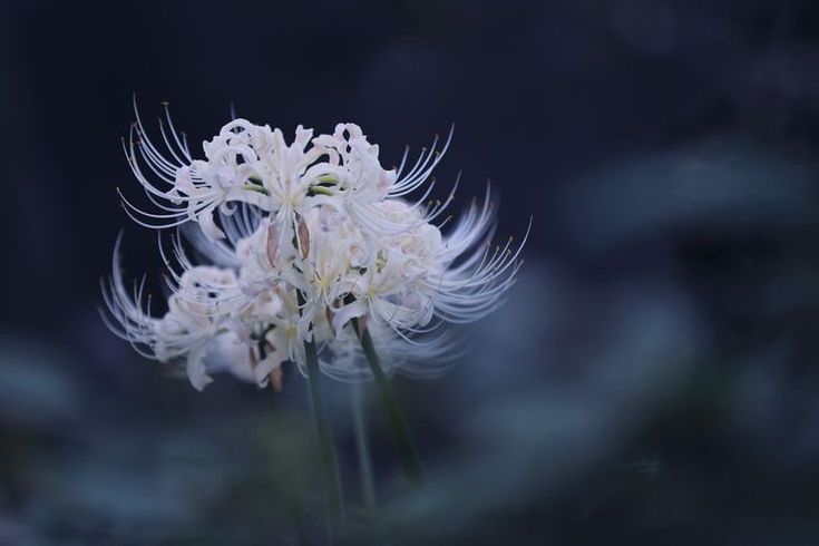 a white flower that is in the middle of some plants with long, thin petals