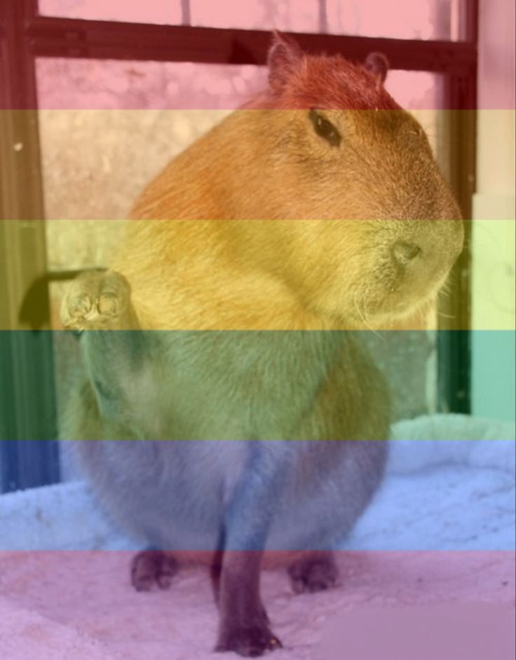 a guinea pig sitting in front of a window with the caption, confused about what it is