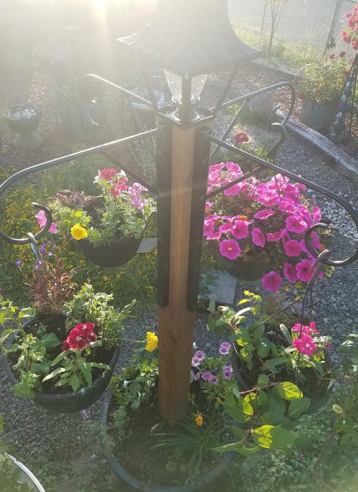 several potted plants are arranged around a lamp post in the middle of a garden