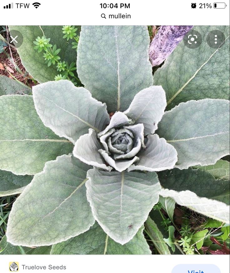 a large leafy plant with a flower in it's center surrounded by other plants