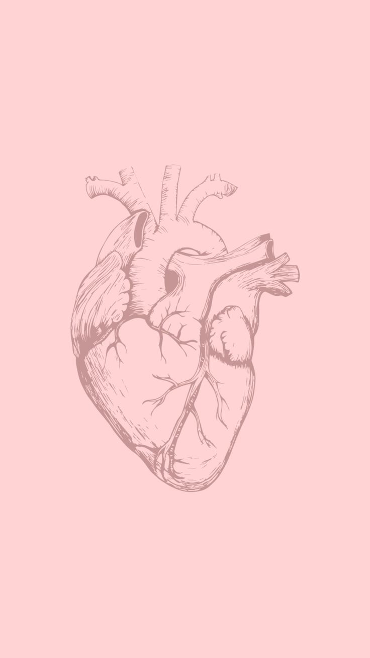 a drawing of a human heart on a pink background