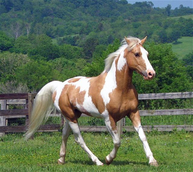 a brown and white horse is running in the grass