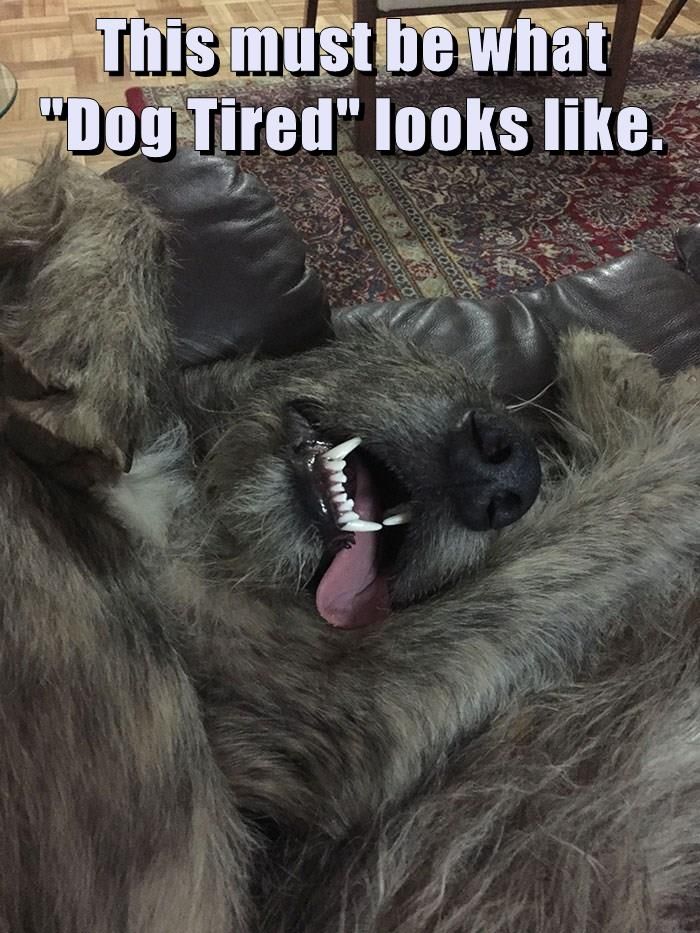 "Dog Tired" Tired Funny, What Dogs, Animal Gifs, Hot Dogs, Pet Dogs, Funny Pictures, Memes, Dogs, Funny