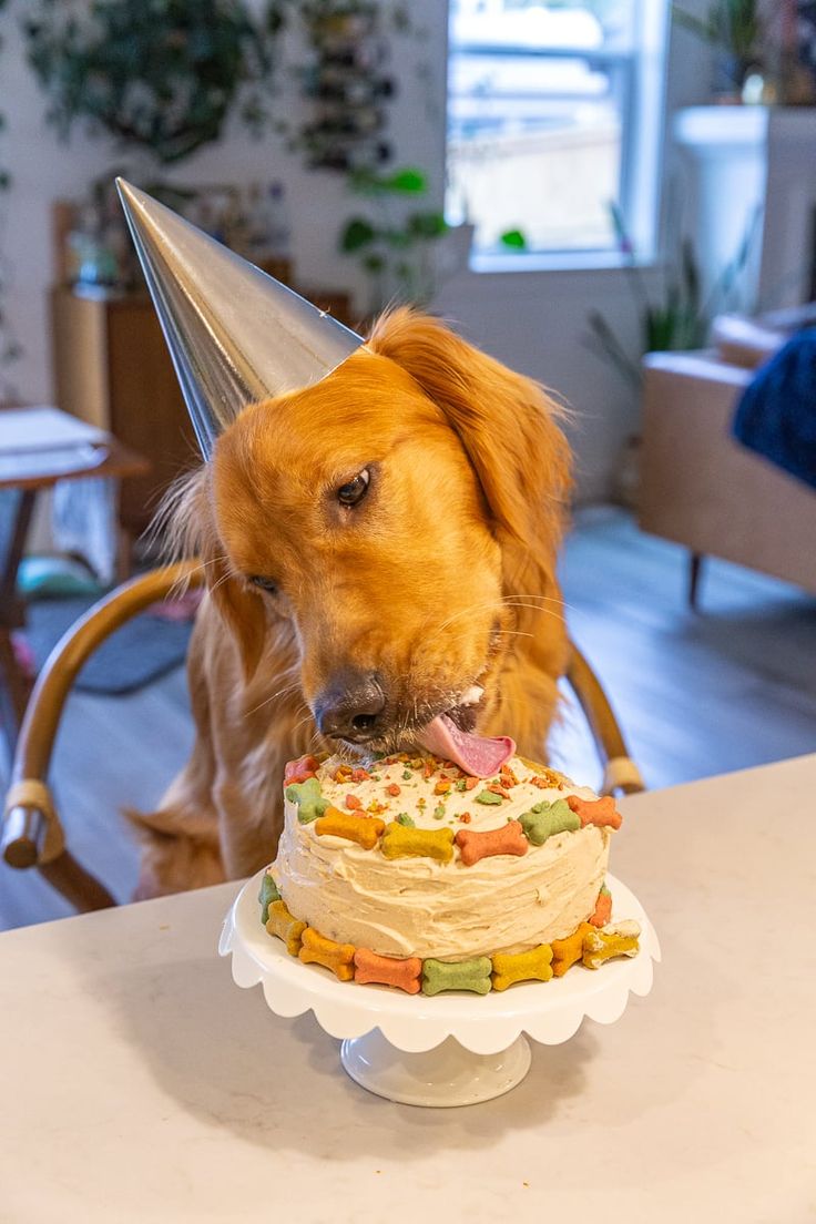 a dog with a party hat on its head eating a birthday cake